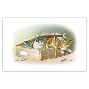 Postcard cats box
